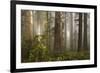 Morning Light-David Winston-Framed Art Print