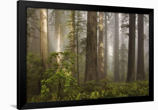 Morning Light-David Winston-Framed Art Print