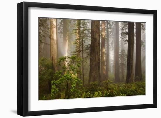 Morning Light-David Winston-Framed Giclee Print