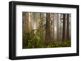 Morning Light-David Winston-Framed Giclee Print