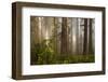 Morning Light-David Winston-Framed Giclee Print