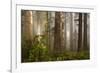 Morning Light-David Winston-Framed Giclee Print