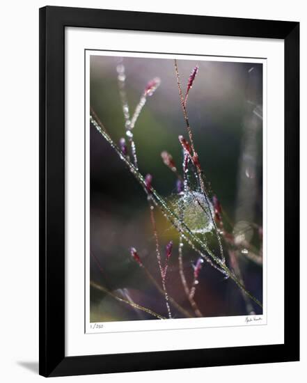 Morning Light-Michelle Wermuth-Framed Giclee Print