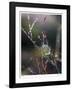 Morning Light-Michelle Wermuth-Framed Giclee Print