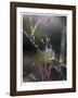 Morning Light-Michelle Wermuth-Framed Giclee Print