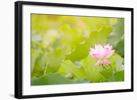 Morning Lotus Flower in the Farm under Warm Sunlight-elwynn-Framed Art Print
