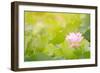 Morning Lotus Flower in the Farm under Warm Sunlight-elwynn-Framed Premium Giclee Print