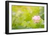 Morning Lotus Flower in the Farm under Warm Sunlight-elwynn-Framed Premium Giclee Print