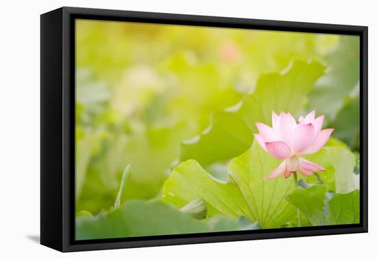 Morning Lotus Flower in the Farm under Warm Sunlight-elwynn-Framed Stretched Canvas