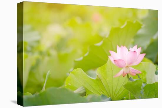 Morning Lotus Flower in the Farm under Warm Sunlight-elwynn-Stretched Canvas
