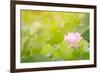 Morning Lotus Flower in the Farm under Warm Sunlight-elwynn-Framed Art Print