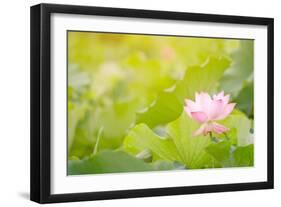 Morning Lotus Flower in the Farm under Warm Sunlight-elwynn-Framed Art Print