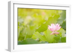 Morning Lotus Flower in the Farm under Warm Sunlight-elwynn-Framed Art Print