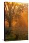 Morning Magic Light Rays, Oak Trees Mount Diablo, Walnut Creek California-Vincent James-Stretched Canvas