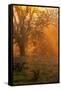 Morning Magic Light Rays, Oak Trees Mount Diablo, Walnut Creek California-Vincent James-Framed Stretched Canvas