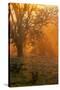 Morning Magic Light Rays, Oak Trees Mount Diablo, Walnut Creek California-Vincent James-Stretched Canvas