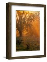 Morning Magic Light Rays, Oak Trees Mount Diablo, Walnut Creek California-Vincent James-Framed Photographic Print