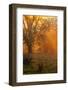 Morning Magic Light Rays, Oak Trees Mount Diablo, Walnut Creek California-Vincent James-Framed Photographic Print