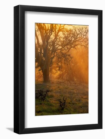 Morning Magic Light Rays, Oak Trees Mount Diablo, Walnut Creek California-Vincent James-Framed Photographic Print