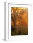 Morning Magic Light Rays, Oak Trees Mount Diablo, Walnut Creek California-Vincent James-Framed Photographic Print