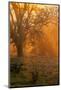 Morning Magic Light Rays, Oak Trees Mount Diablo, Walnut Creek California-Vincent James-Mounted Photographic Print