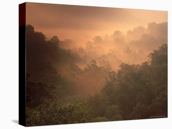 Morning Mist Amid Trees, Missouri, USA-Gayle Harper-Stretched Canvas