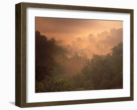 Morning Mist Amid Trees, Missouri, USA-Gayle Harper-Framed Photographic Print