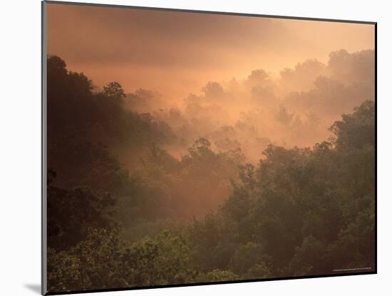 Morning Mist Amid Trees, Missouri, USA-Gayle Harper-Mounted Photographic Print