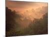 Morning Mist Amid Trees, Missouri, USA-Gayle Harper-Mounted Photographic Print