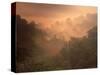Morning Mist Amid Trees, Missouri, USA-Gayle Harper-Stretched Canvas