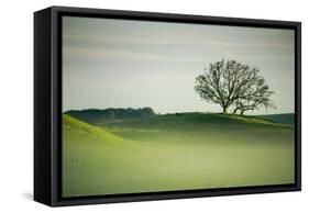 Morning Mist and Tree, Petaluma, Sonoma County, California-Vincent James-Framed Stretched Canvas