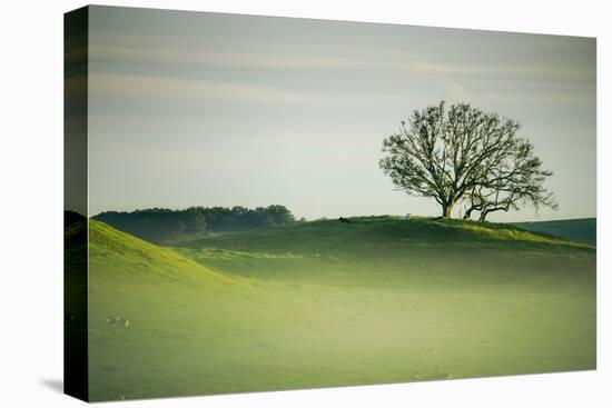 Morning Mist and Tree, Petaluma, Sonoma County, California-Vincent James-Stretched Canvas