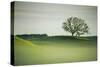 Morning Mist and Tree, Petaluma, Sonoma County, California-Vincent James-Stretched Canvas