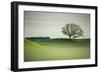 Morning Mist and Tree, Petaluma, Sonoma County, California-Vincent James-Framed Premium Photographic Print