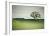 Morning Mist and Tree, Petaluma, Sonoma County, California-Vincent James-Framed Premium Photographic Print