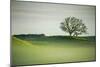 Morning Mist and Tree, Petaluma, Sonoma County, California-Vincent James-Mounted Premium Photographic Print