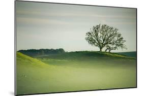 Morning Mist and Tree, Petaluma, Sonoma County, California-Vincent James-Mounted Premium Photographic Print