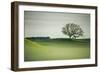 Morning Mist and Tree, Petaluma, Sonoma County, California-Vincent James-Framed Photographic Print