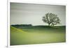 Morning Mist and Tree, Petaluma, Sonoma County, California-Vincent James-Framed Photographic Print