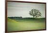 Morning Mist and Tree, Petaluma, Sonoma County, California-Vincent James-Framed Photographic Print