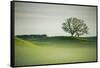 Morning Mist and Tree, Petaluma, Sonoma County, California-Vincent James-Framed Stretched Canvas