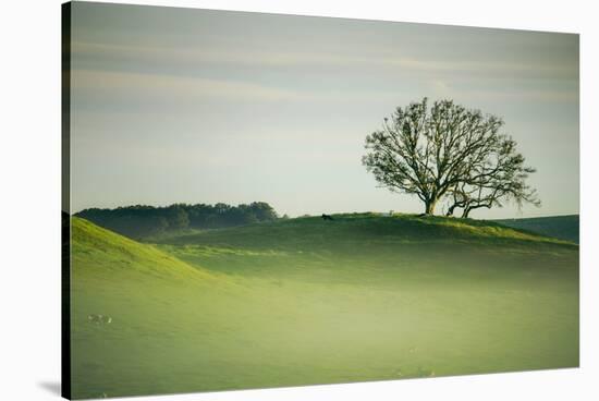 Morning Mist and Tree, Petaluma, Sonoma County, California-Vincent James-Stretched Canvas