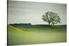 Morning Mist and Tree, Petaluma, Sonoma County, California-Vincent James-Stretched Canvas