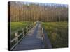 Morning mist at the Corkscrew Swamp Sanctuary boardwalk, Florida-Maresa Pryor-Stretched Canvas