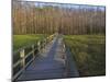 Morning mist at the Corkscrew Swamp Sanctuary boardwalk, Florida-Maresa Pryor-Mounted Photographic Print