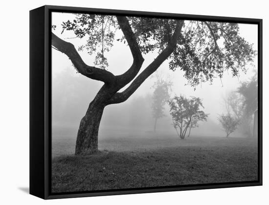 Morning Mist, Farmington Hills, Michigan 82-Monte Nagler-Framed Stretched Canvas