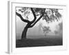 Morning Mist, Farmington Hills, Michigan 82-Monte Nagler-Framed Photographic Print