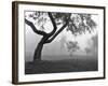 Morning Mist, Farmington Hills, Michigan 82-Monte Nagler-Framed Photographic Print