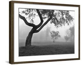 Morning Mist, Farmington Hills, Michigan 82-Monte Nagler-Framed Photographic Print