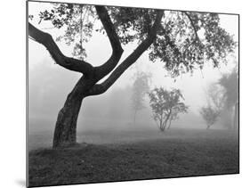 Morning Mist, Farmington Hills, Michigan 82-Monte Nagler-Mounted Photographic Print